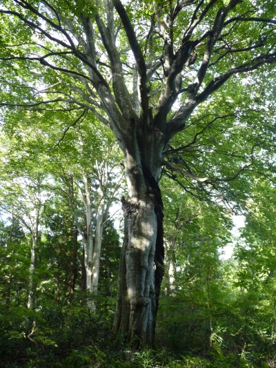 w004402bessyo