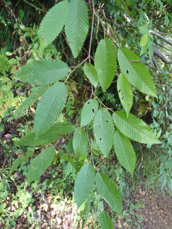 w004402bessyo1-1