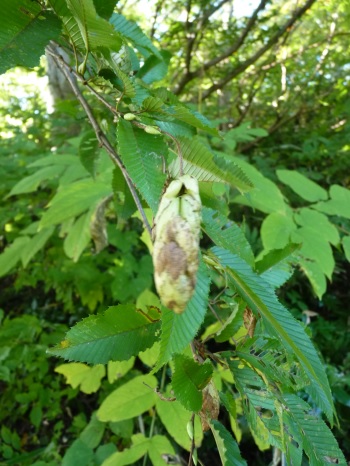 w004402bessyo1-2