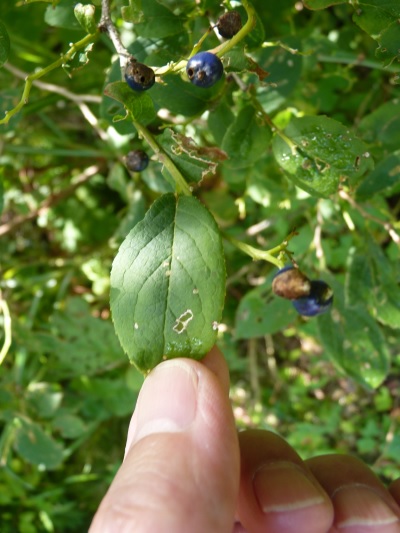 w004402bessyo10
