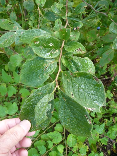 w004402bessyo11