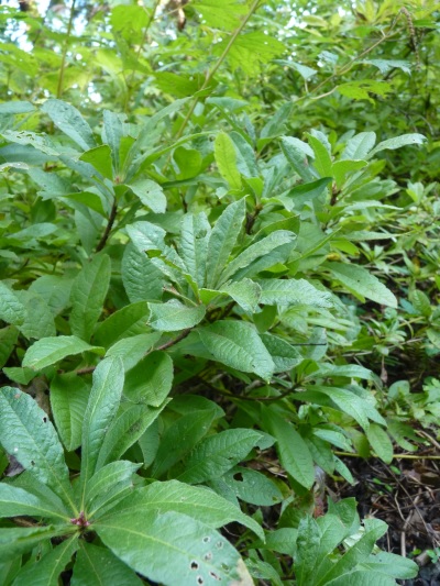 w004402bessyo13