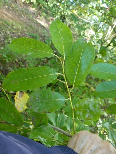 w004402bessyo14