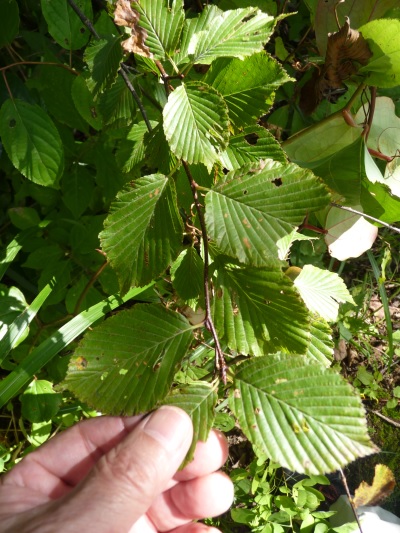 w004402bessyo18