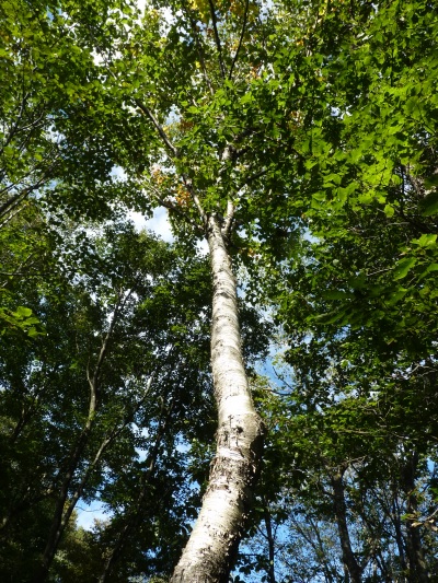 w004402bessyo19