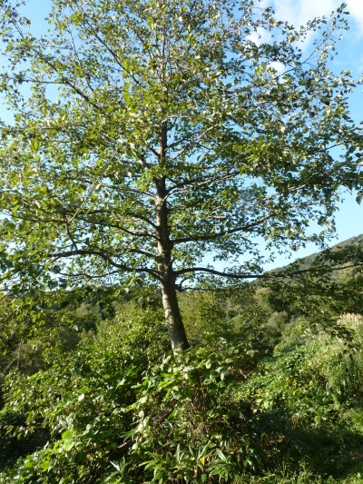 w004402bessyo2
