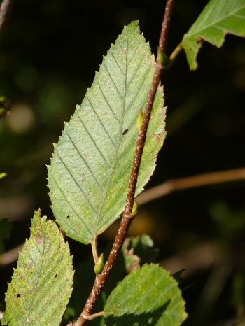 w004402bessyo3-1