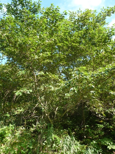 w004402bessyo3