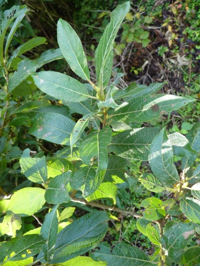 w004402bessyo4