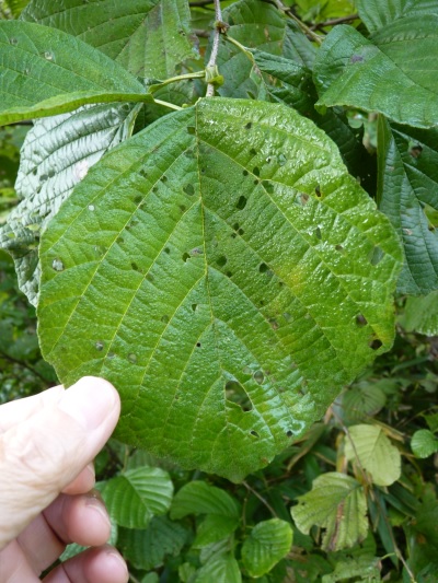 w004402bessyo5