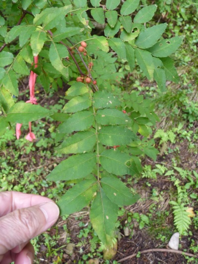 w004402bessyo6