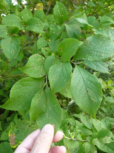 w004402bessyo9