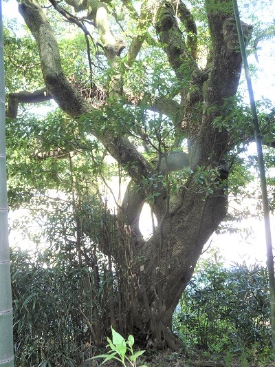 w004402hanyuu