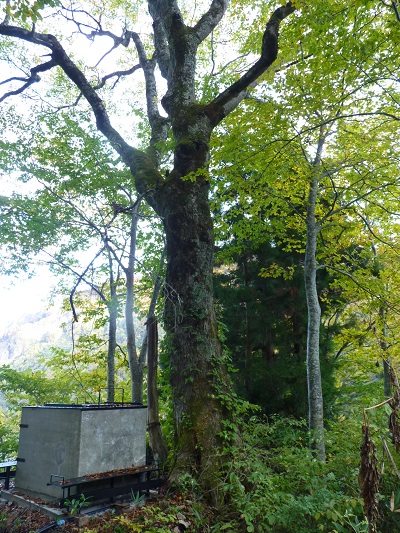 w004402kajiyama3