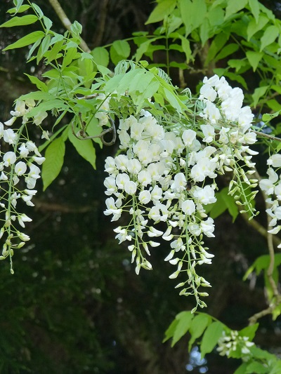 w004402kamiide111-1