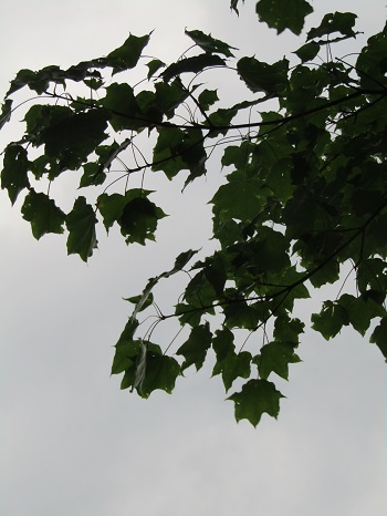 w004402kotaki2-1