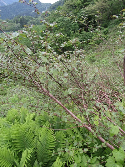 w004402kotaki3