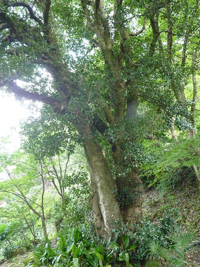 w004402rendaiji1