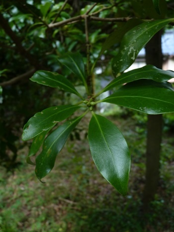 w004402rendaiji3-1