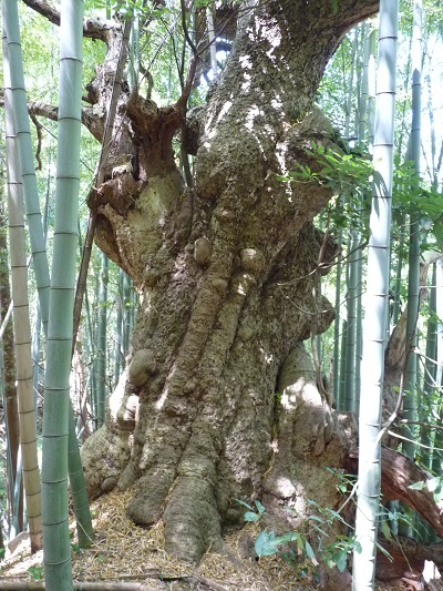 w004402rendaiji4