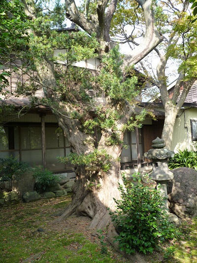 w004402uekari