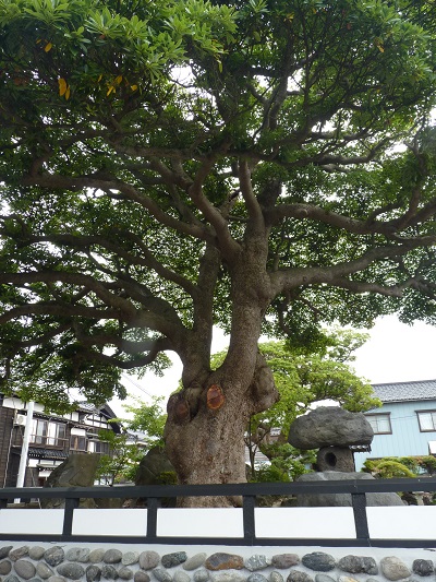 w004402yamatogawa