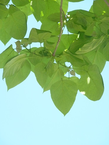 w004403muikamati-1