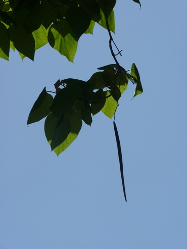 w004403muikamati-2
