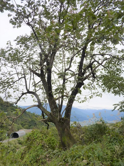w004403yokawa