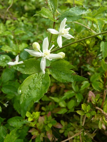 w004404sarusawa23-2