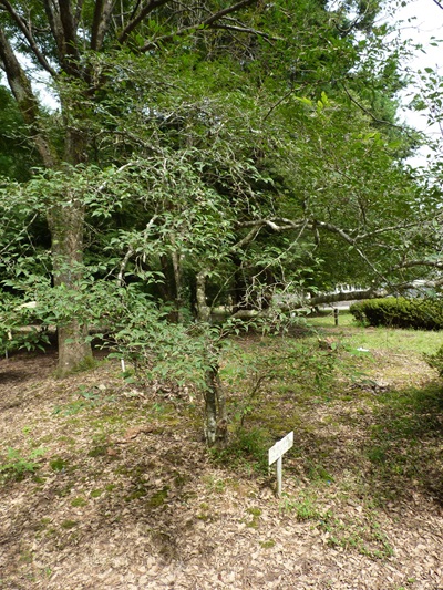 w004404unotoro18