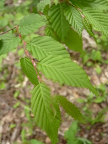 w004405kamiebiike-1