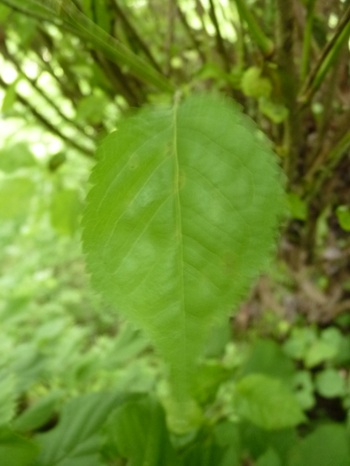 w004405kamiebiike1-1