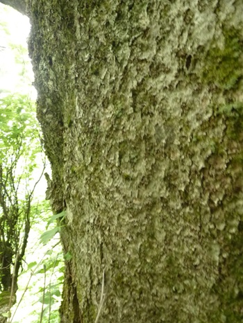 w004405kamiebiike1-2