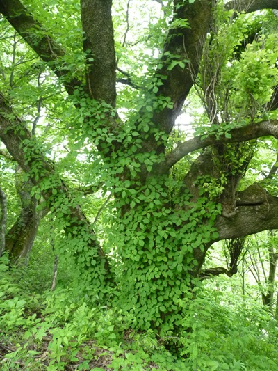 w004405kamiebiike1