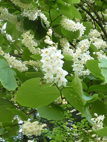w004405kamiebiike2-1