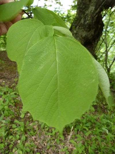 w004405kamiebiike2