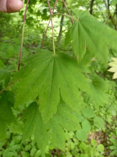 w004405kamiebiike3