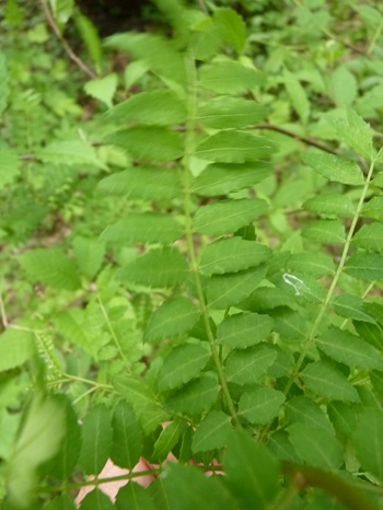 w004405kamiebiike5-1