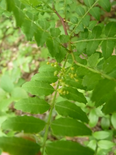 w004405kamiebiike5