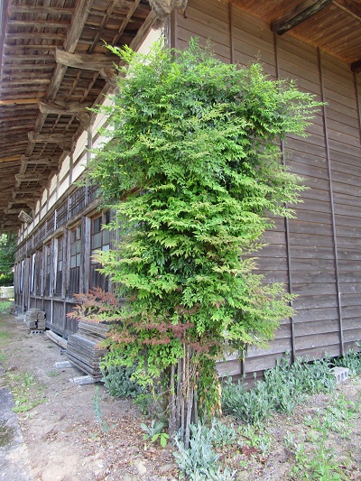 w004405matunoyama