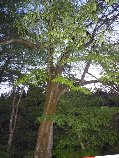 w004406inubusi