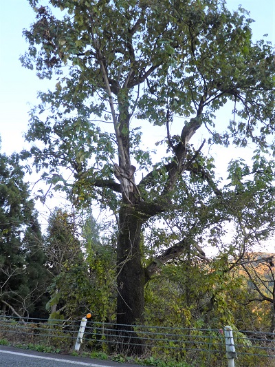w004407siodono
