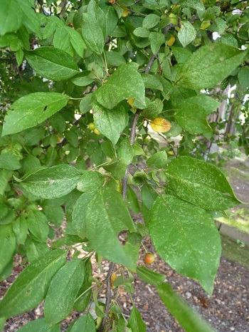 w004407tutigawa-1