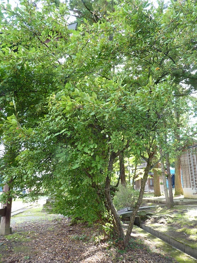 w004407tutigawa
