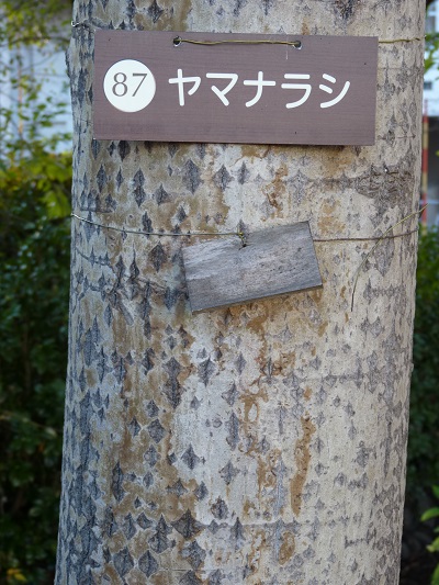 w004409nisihonmati11