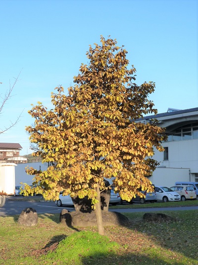 w004409nisihonmati14