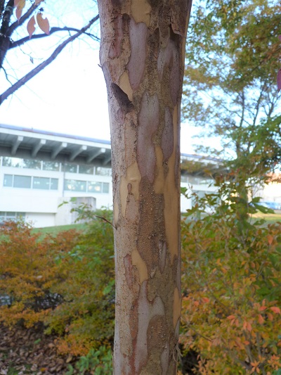 w004409nisihonmati15-1