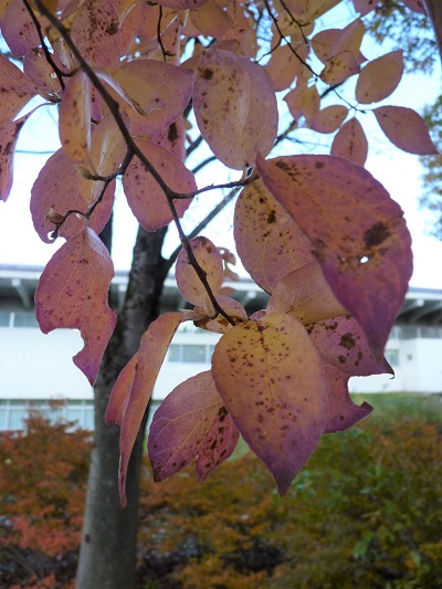 w004409nisihonmati15