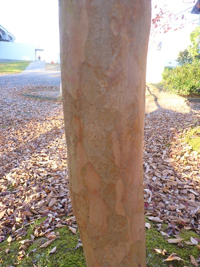 w004409nisihonmati16-1